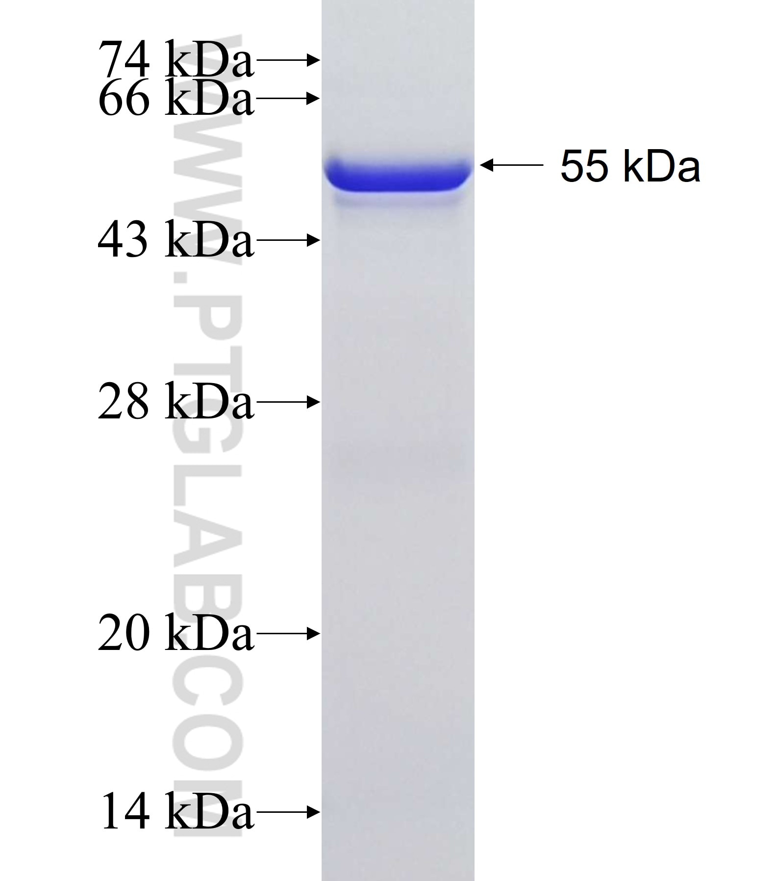 SERPINA10 fusion protein Ag13651 SDS-PAGE