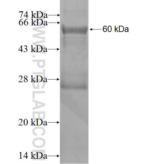 SERPINA10 fusion protein Ag2420 SDS-PAGE