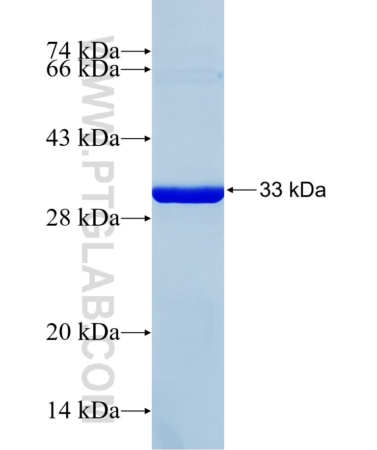 SERPINA11 fusion protein Ag37586 SDS-PAGE SERPINA11 fusion protein Ag37586 SDS-PAGE