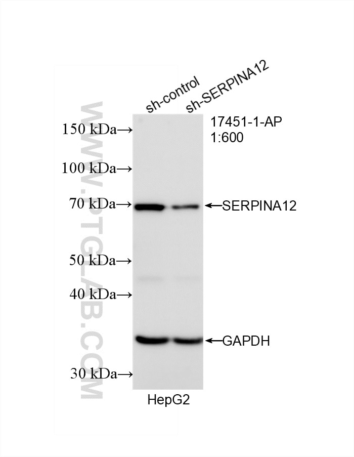 Western Blot (WB) analysis of HepG2 cells using Serpin A12/Vaspin Polyclonal antibody (17451-1-AP)