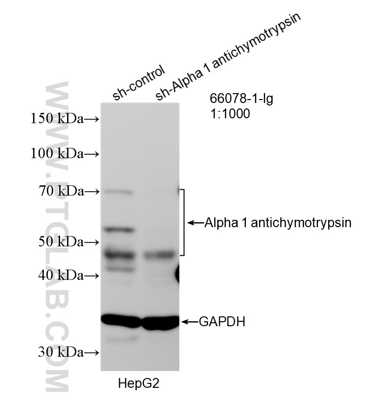 Western Blot (WB) analysis of HepG2 cells using Alpha 1 antichymotrypsin Monoclonal antibody (66078-1-Ig)