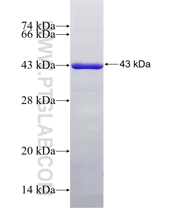 SERPINA3,AACT fusion protein Ag2830 SDS-PAGE