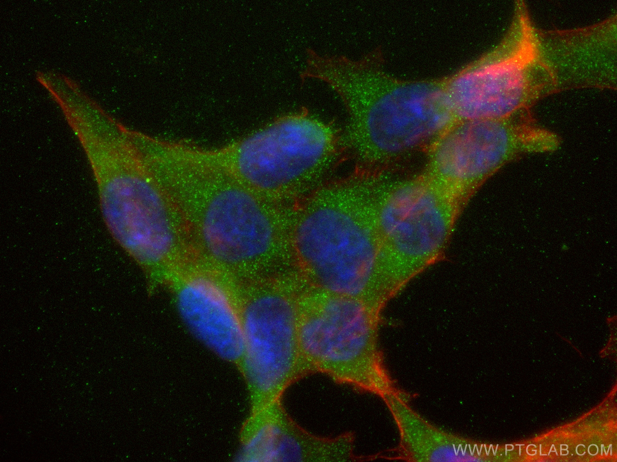 Immunofluorescence (IF) / fluorescent staining of HCT 116 cells using Kallistatin Polyclonal antibody (11430-2-AP)