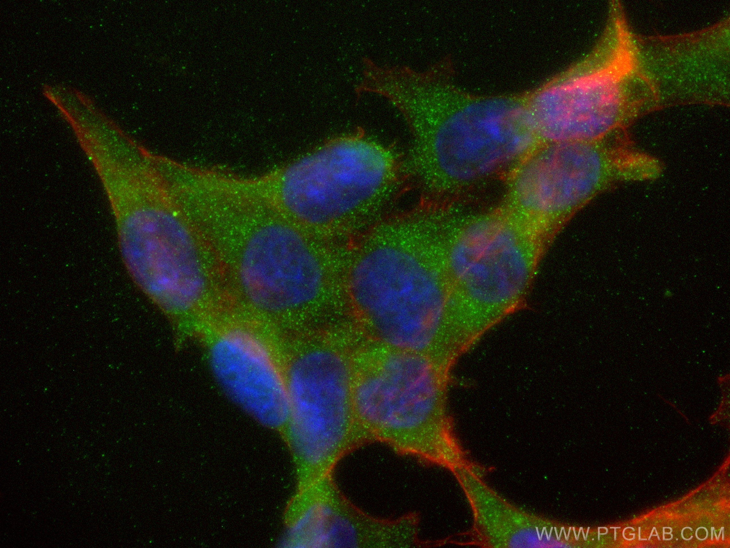 IF Staining of HCT 116 using 11430-2-AP