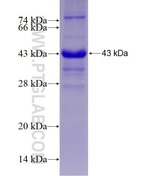 SERPINA4 fusion protein Ag28727 SDS-PAGE
