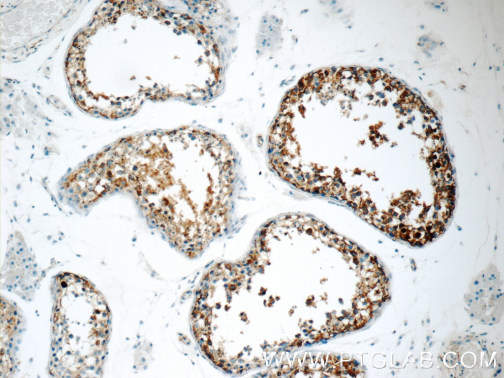 Immunohistochemistry (IHC) staining of human testis tissue using Protein C inhibitor Polyclonal antibody (10673-1-AP)