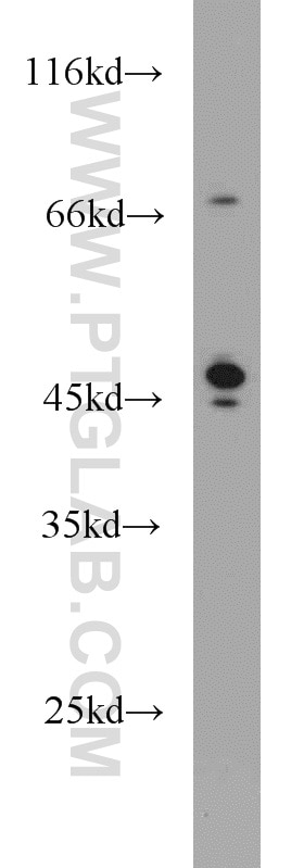 Western Blot (WB) analysis of HepG2 cells using Protein C inhibitor Polyclonal antibody (10673-1-AP)