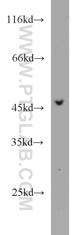 Western Blot (WB) analysis of HepG2 cells using Protein C inhibitor Polyclonal antibody (10673-1-AP)