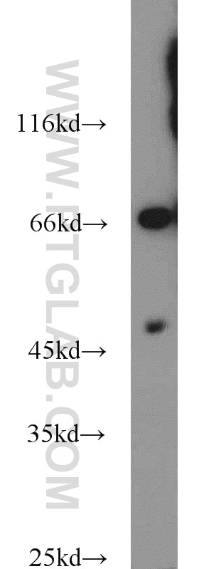 Western Blot (WB) analysis of L02 cells using Protein C inhibitor Polyclonal antibody (10673-1-AP)