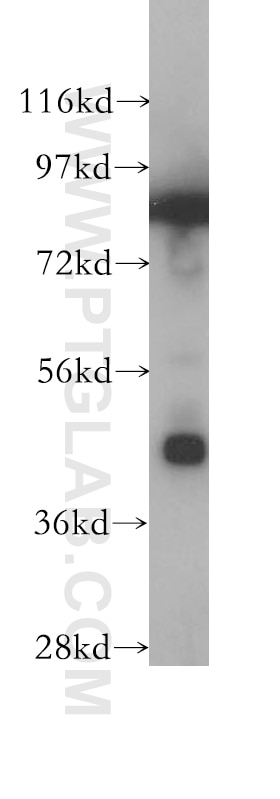 Western Blot (WB) analysis of PC-3 cells using Protein C inhibitor Polyclonal antibody (10673-1-AP)