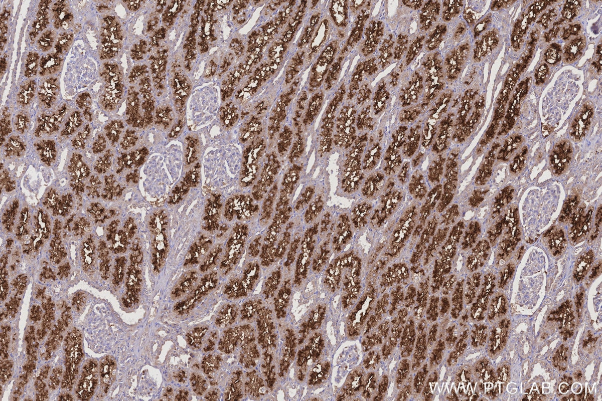 IHC staining of human kidney using 66030-1-Ig Immunohistochemistry (IHC) staining of human kidney tissue using Serpin A5/Protein C Inhibitor Monoclonal antibody (66030-1-Ig)