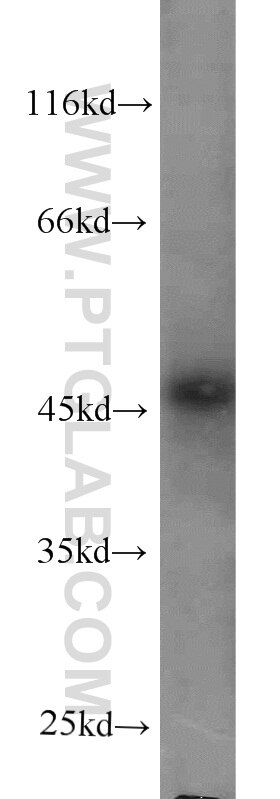 Western Blot (WB) analysis of human spleen tissue using Protein C inhibitor Monoclonal antibody (66030-1-Ig)