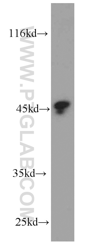 Western Blot (WB) analysis of human testis tissue using Protein C inhibitor Monoclonal antibody (66030-1-Ig)
