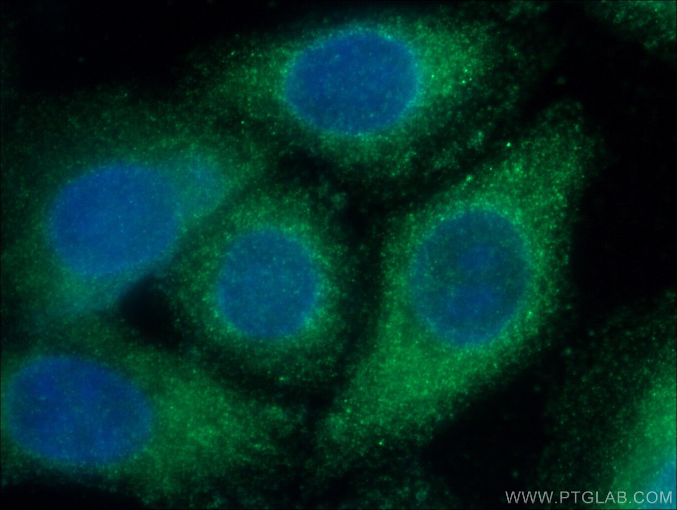 Immunofluorescence (IF) / fluorescent staining of HepG2 cells using SERPINA6/CBG Polyclonal antibody (12010-1-AP)