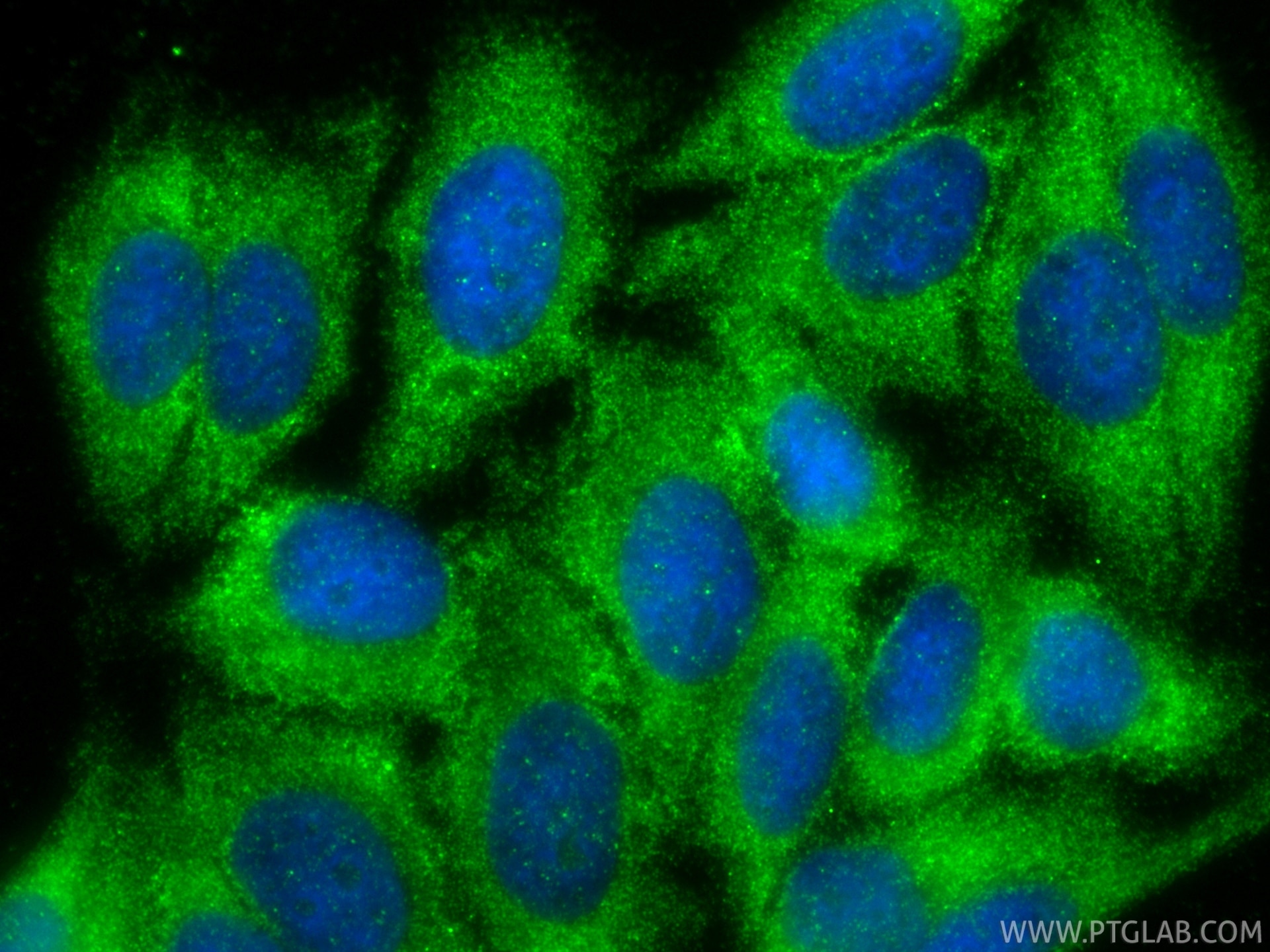 IF Staining of HepG2 using 12010-1-AP (same clone as 12010-1-PBS) Immunofluorescence (IF) / fluorescent staining of HepG2 cells using SERPINA6/CBG Polyclonal antibody (12010-1-AP)