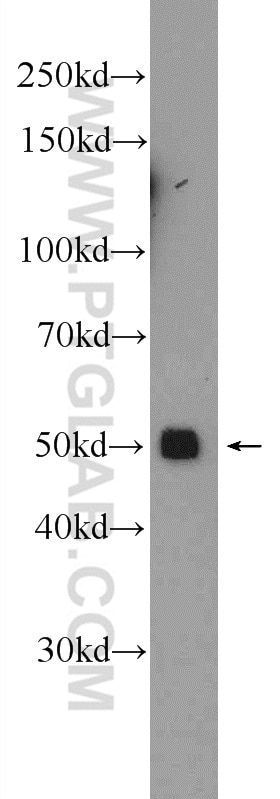 Western Blot (WB) analysis of A375 cells using SERPINA6/CBG Polyclonal antibody (12010-1-AP)