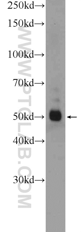 Western Blot (WB) analysis of L02 cells using SERPINA6/CBG Polyclonal antibody (12010-1-AP)