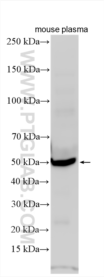 WB analysis using 12010-1-AP (same clone as 12010-1-PBS) Western Blot (WB) analysis of various lysates using SERPINA6/CBG Polyclonal antibody (12010-1-AP)