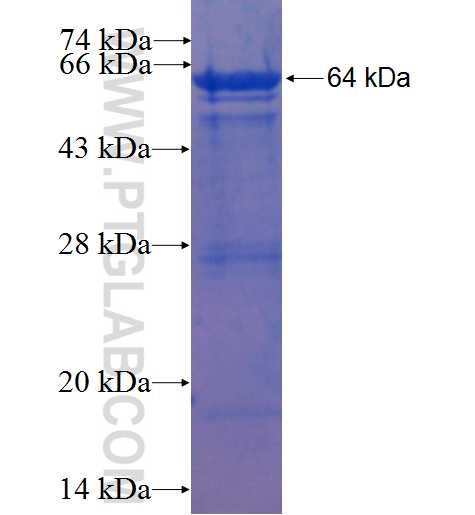 Corticosteroid binding globulin fusion protein Ag2623 SDS-PAGE