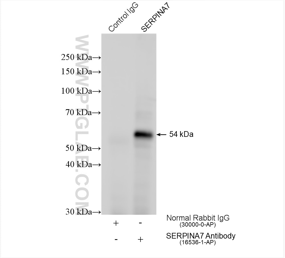 Immunoprecipitation (IP) experiment of HepG2 cells using SERPINA7/TBG Polyclonal antibody (16536-1-AP)