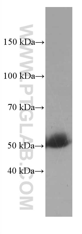 Western Blot (WB) analysis of human testis tissue using SERPINA7 Monoclonal antibody (66454-1-Ig)