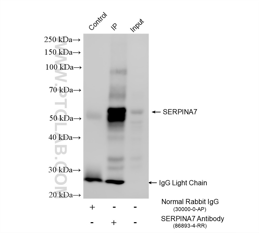 IP result of anti-SERPINA7 (IP:86893-4-RR, 4ug; Detection:86893-4-RR 1:600) with HepG2 cells lysate 1400 ug. Immunoprecipitation (IP) experiment of HepG2 cells using SERPINA7 Recombinant monoclonal antibody (86893-4-RR)