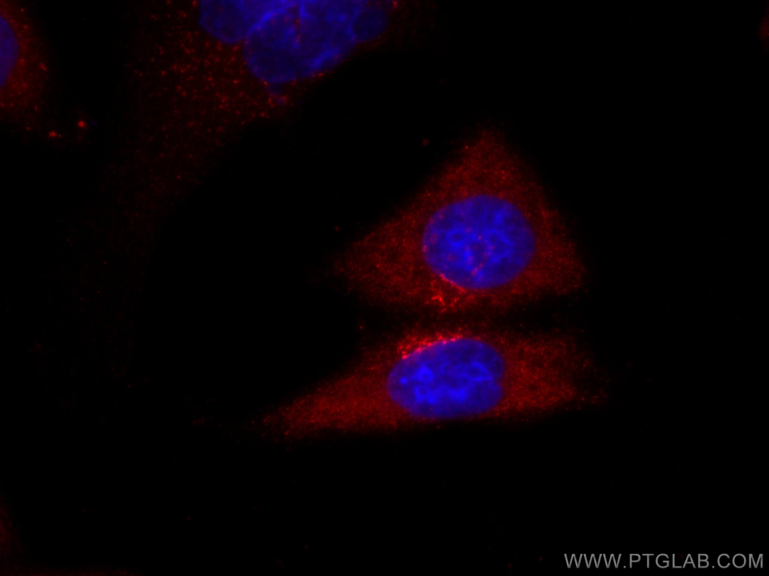 Immunofluorescence (IF) / fluorescent staining of HepG2 cells using CoraLite®594-conjugated SERPINA7 Monoclonal antibo (CL594-66454)