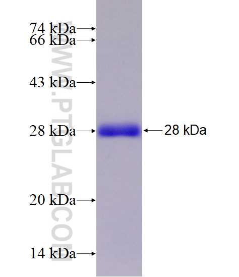 SERPINA9 fusion protein Ag12386 SDS-PAGE