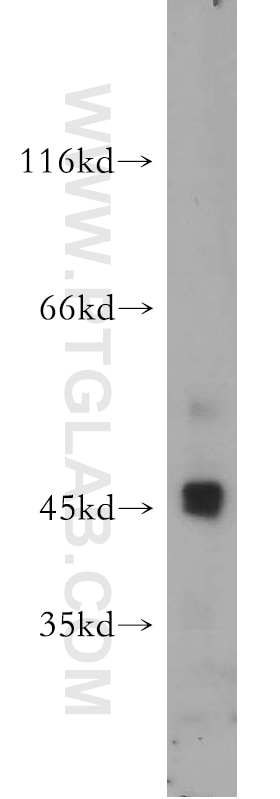 Western Blot (WB) analysis of Sp2/0 cells using SERPINB10 Polyclonal antibody (21719-1-AP)