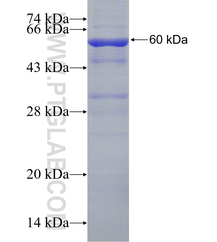 SERPINB10 fusion protein Ag16372 SDS-PAGE