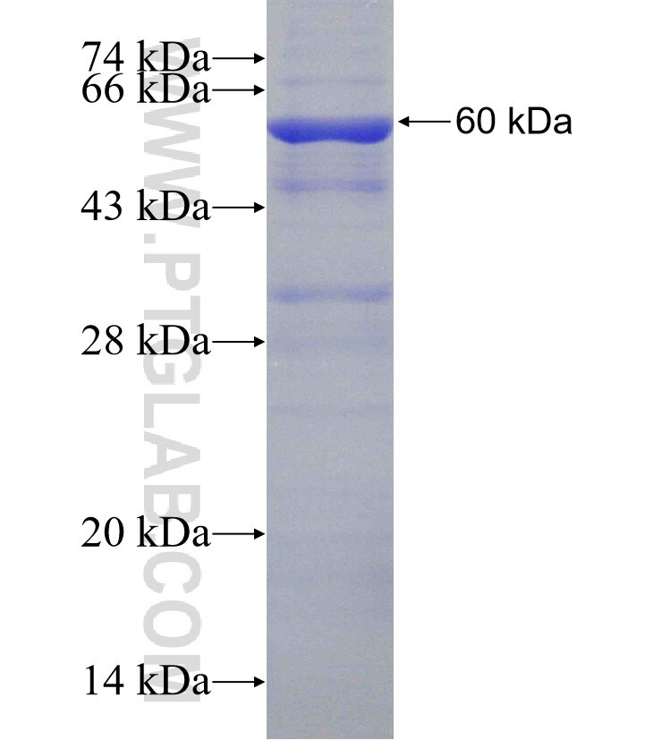 SERPINB10 fusion protein Ag16372 SDS-PAGE