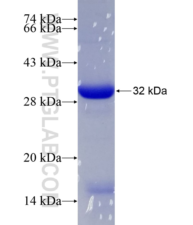 SERPINB12 fusion protein Ag17188 SDS-PAGE