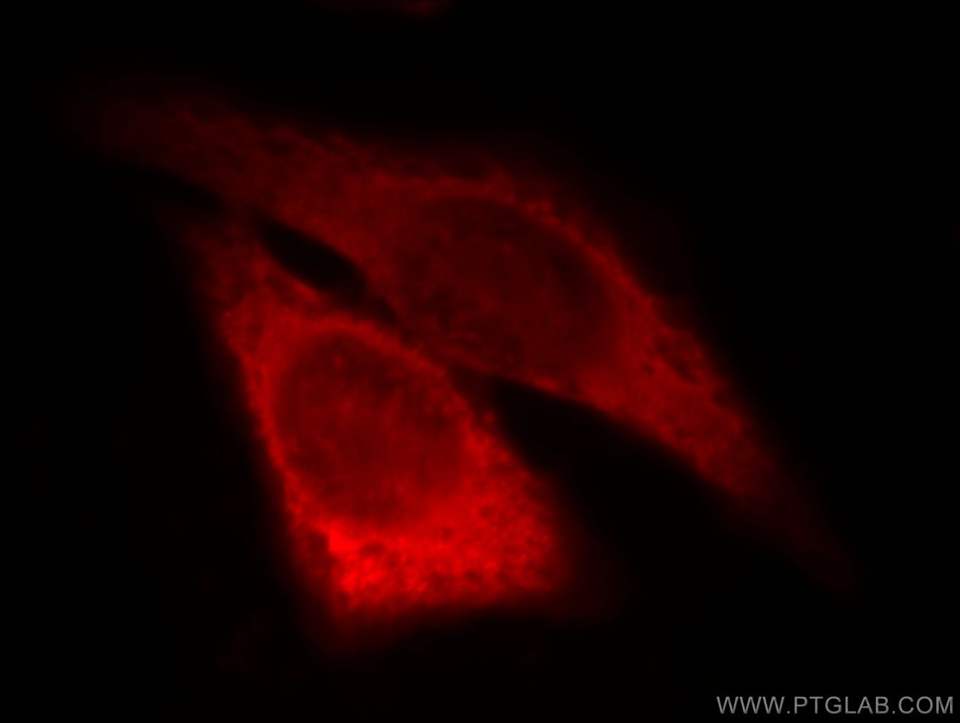 Immunofluorescence (IF) / fluorescent staining of HeLa cells using SERPINB13 Polyclonal antibody (18045-1-AP)
