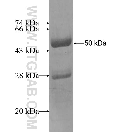 SERPINB13 fusion protein Ag12686 SDS-PAGE