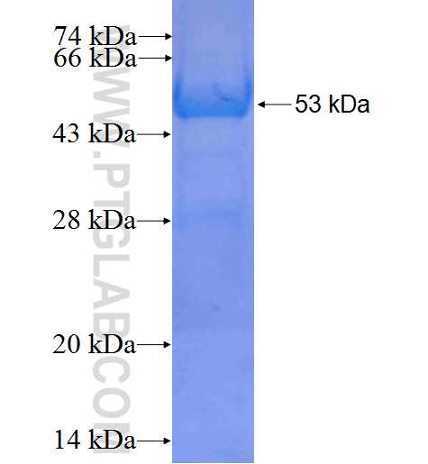 SERPINB2 fusion protein Ag9319 SDS-PAGE