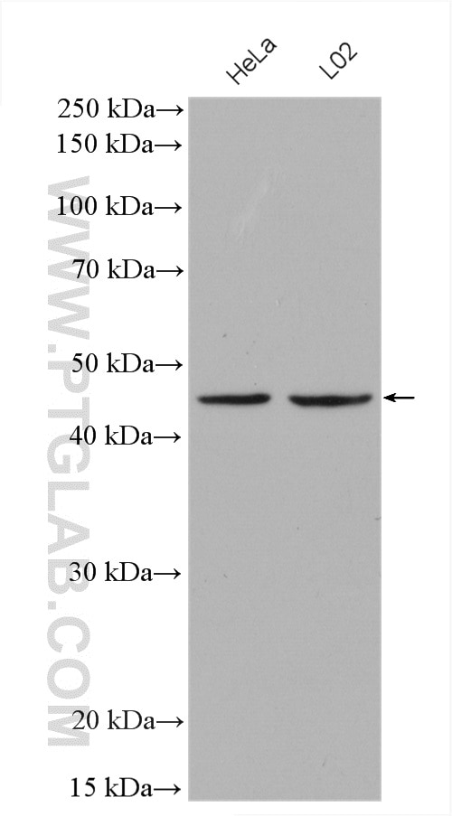 Western Blot (WB) analysis of various lysates using SERPINB3/4 Polyclonal antibody (26558-1-AP)