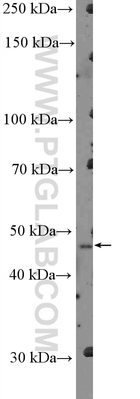 Western Blot (WB) analysis of L02 cells using SERPINB3/4 Polyclonal antibody (26558-1-AP)