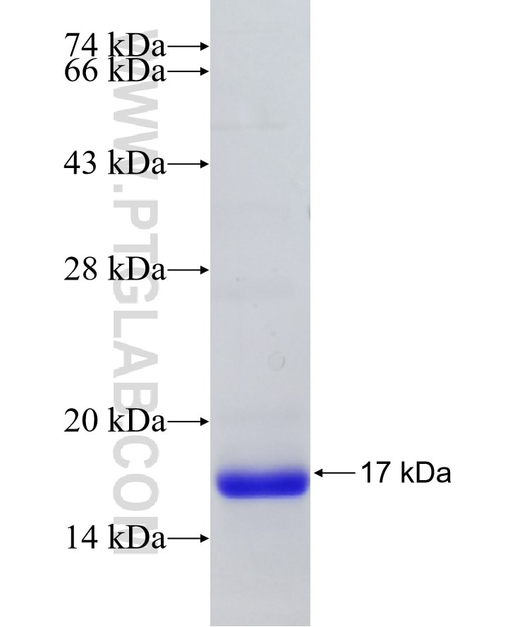 SERPINB3 fusion protein Ag24846 SDS-PAGE