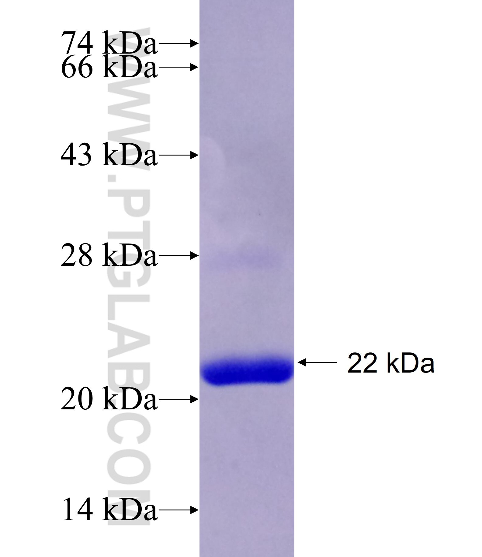 SERPINB4 fusion protein Ag28212 SDS-PAGE