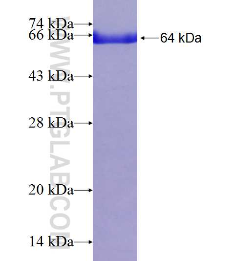 SERPINB4 fusion protein Ag1964 SDS-PAGE