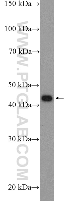 Western Blot (WB) analysis of HeLa cells using Maspin Polyclonal antibody (11722-1-AP)