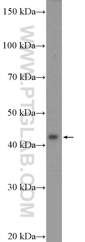 Western Blot (WB) analysis of A431 cells using Maspin Polyclonal antibody (11722-1-AP)