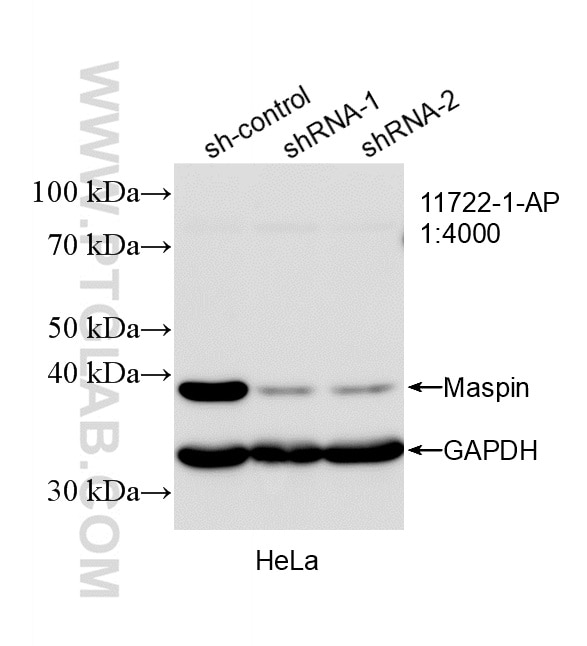 Western Blot (WB) analysis of HeLa cells using Maspin Polyclonal antibody (11722-1-AP)