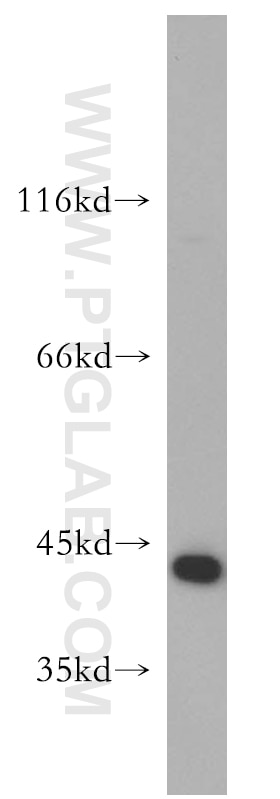 Western Blot (WB) analysis of HepG2 cells using Maspin Polyclonal antibody (11722-1-AP)