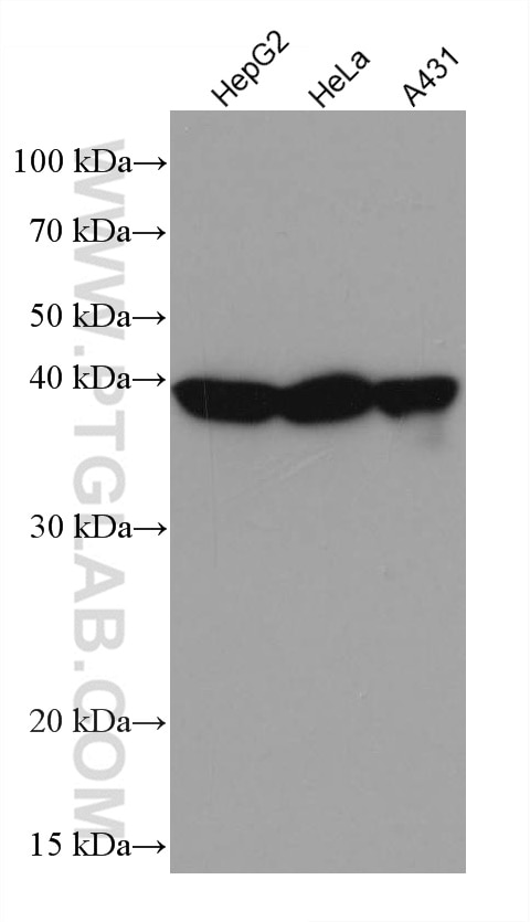 Western Blot (WB) analysis of various lysates using Maspin Monoclonal antibody (67633-1-Ig)