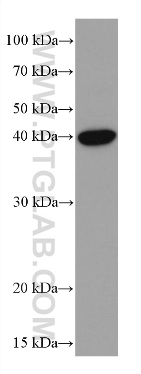 Western Blot (WB) analysis of HUMAN saliva using Maspin Monoclonal antibody (67633-1-Ig)