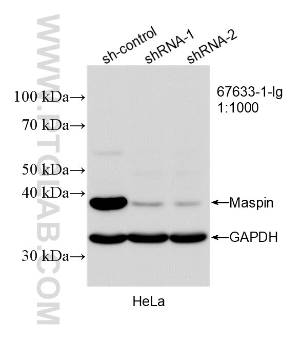 WB result of Maspin antibody (67633-1-Ig; 1:1000; incubated at room temperature for 1.5 hours) with sh-Control and sh-Maspin transfected HeLa cells. Western Blot (WB) analysis of HeLa cells using Maspin Monoclonal antibody (67633-1-Ig)