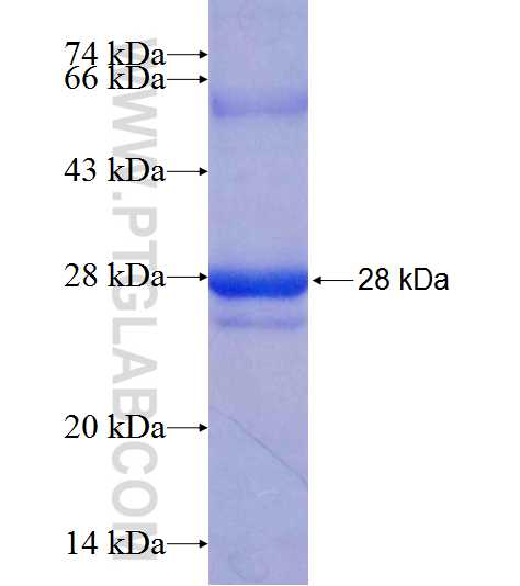 SERPINB5 fusion protein Ag19129 SDS-PAGE