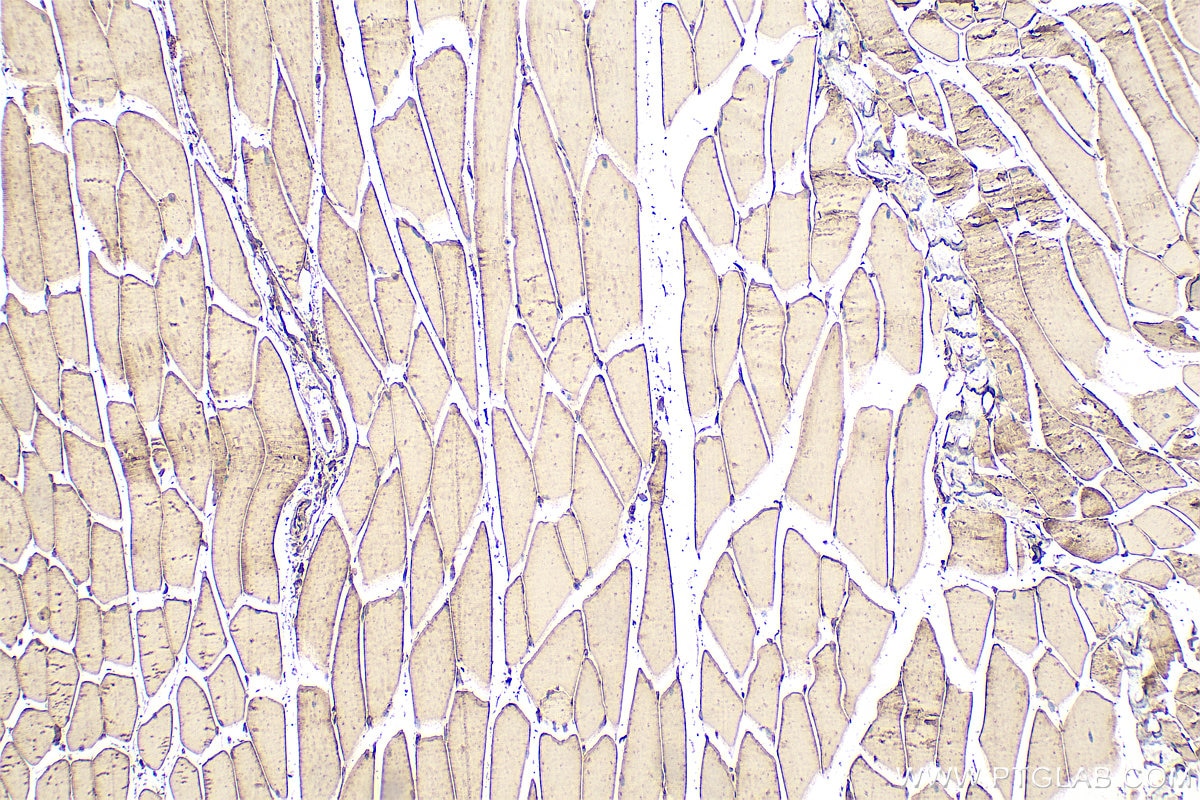 Immunohistochemistry (IHC) staining of mouse skeletal muscle tissue using SERPINB6 Polyclonal antibody (14962-1-AP)