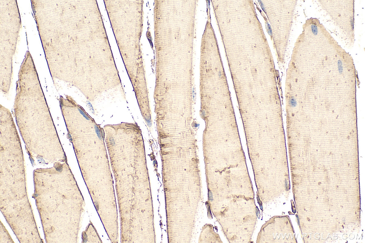 Immunohistochemistry (IHC) staining of mouse skeletal muscle tissue using SERPINB6 Polyclonal antibody (14962-1-AP)